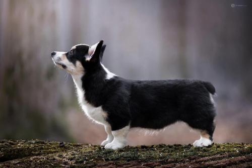 27280120 d95a4f06b1dfc10666ed7c727920e89a xl