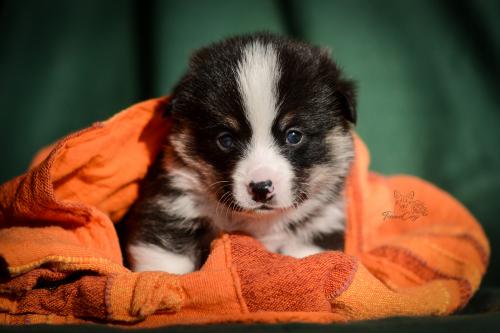 27252924 6b0b137533243c094317e044d9340239 xl