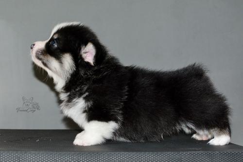 27259408 5f4f58843ecfc778832f90972009a926 xl