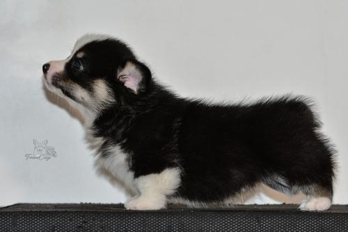 27259444 ce20979131ed8ad2d5c44bca5894773b xl