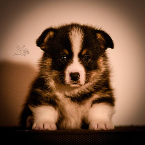 27259446 a7dcbc1b1f4951e75ce2d088c5c3a65f xl