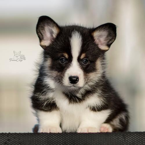 27259466 f04d288aede7d6ee4c65f5080a4e5157 xl