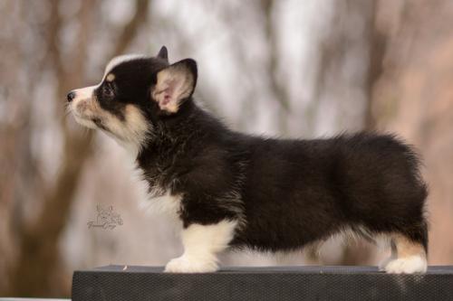 27260612 dbe6f0dcb6c4bdc5daaa50962a92a75b xl