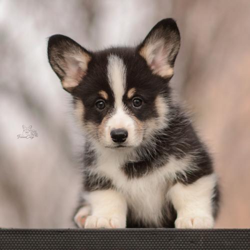 27260614 0c37c345bfda7c7ee85c039e64c28fc0 xl