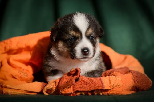 27252926 e1f72085f0027352d2dc12f982efe34d xl