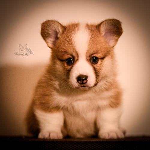 27259422 02e5b2bab4da31e27cfdf5fb58dad46f xl