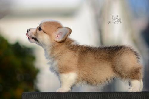 27259476 3f64d192342ed1175dadfccffe5c5eef xl