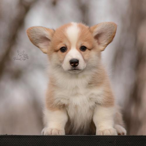 27260602 840607ef4391334460ecc4211c0e3670 xl