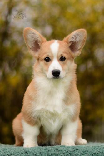 27290268 a73c2e99939e0ca2ddc4a5026eba8046 xl