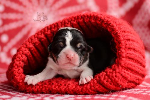 27268628 53b9976c3a2c8acdbe7bdb8846418c11 xl