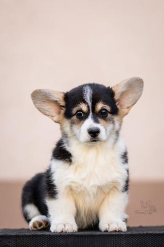 27290310 6183e0c96bcfe07a04dd535c56a8e541 xl