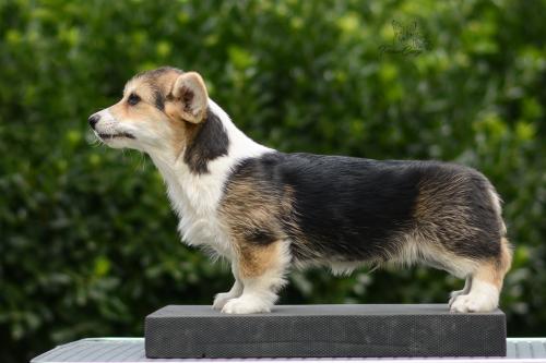 27299374 4436506f4ae6dcc475204311f8941d2e xl