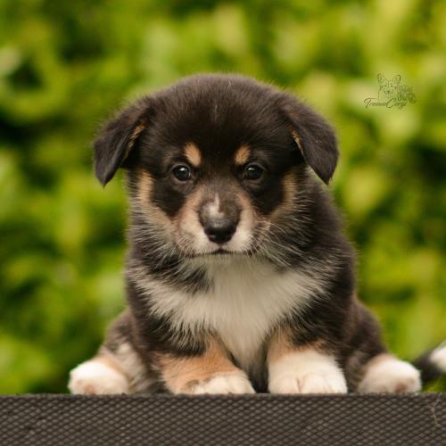 27282154 c9ba57b631544b70ccfd184f2e666243 xl