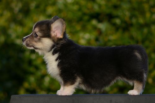 27363848 1a75a4d39bb25c532b0881d6b1f8fb7d xl