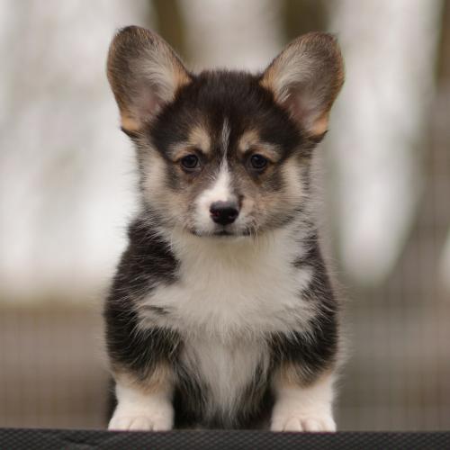 27363850 2336805bdf0bcd9fc53bbff156c68dba xl