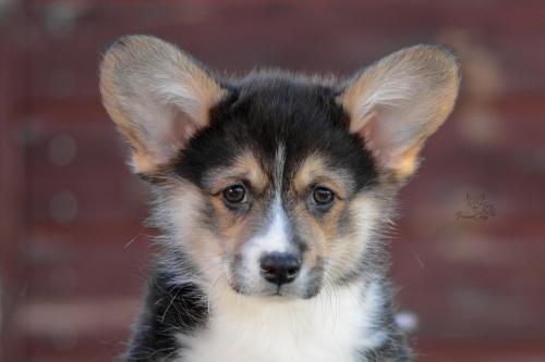 a-4-astrid-10wpCOE 3343