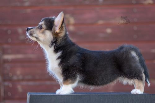 a-4-astrid-10wsCOE 3372