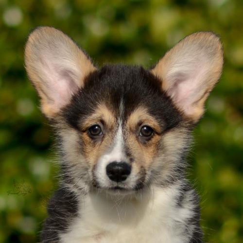 a-4-astrid-11wpCOE 4328