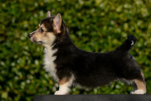 a-4-astrid-11wsCOE 4365