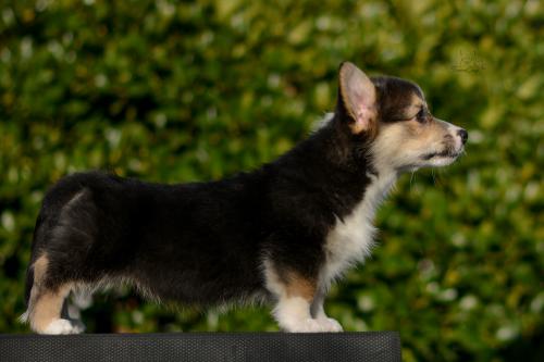 a-4-astrid-11wsCOE 4388