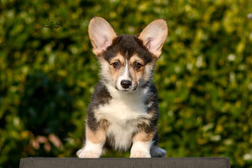 a-4-astrid-12wp-COE 4805