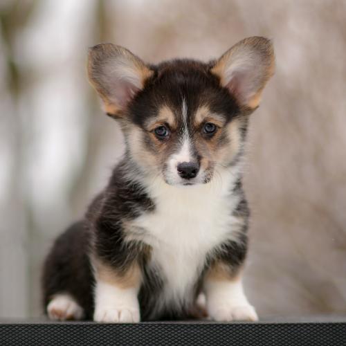 a-4-astrid-9wpCOE 2611