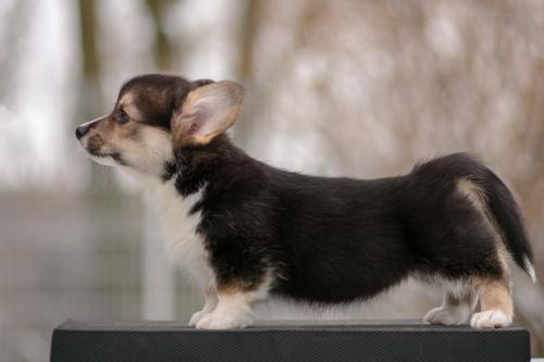 a-4-astrid-9wsCOE 2655