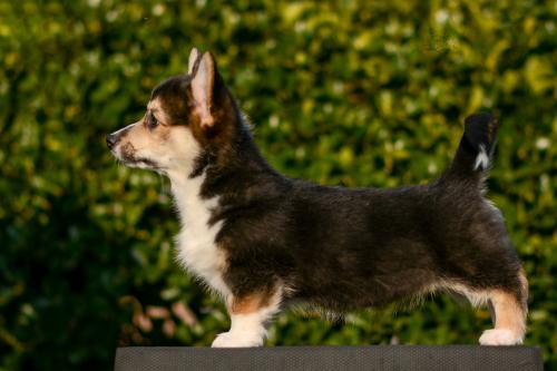 a-4-astrod-12wp-COE 4829