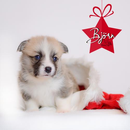 27360674 3696b095748124e6b8de4ebccd7f1c9e xl