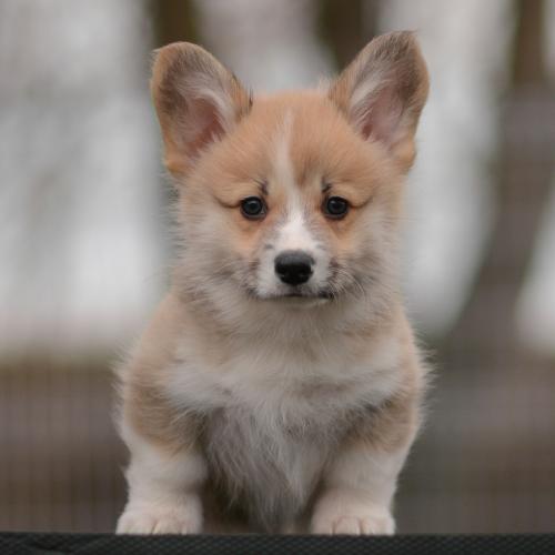 27363864 d57b77aea76ddd6ce7a6012b6f37d8c2 xl