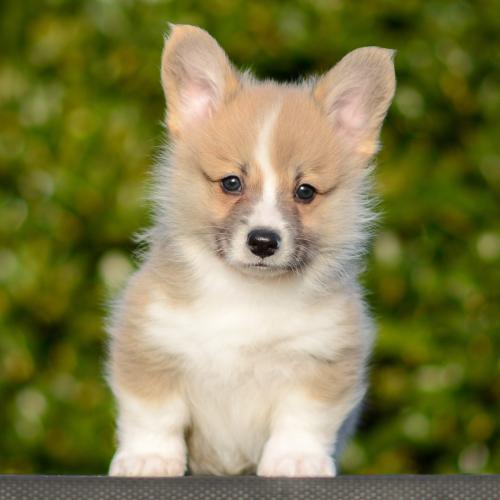 27363866 2ee1dd693104ab606712a9775c0748fb xl