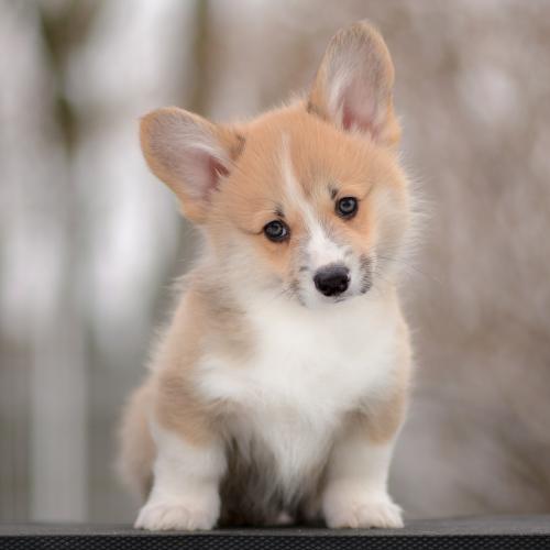 a-6-bjorn-9wpCOE 2732