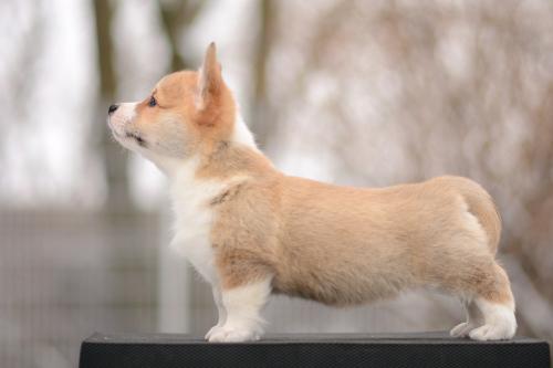 a-2-gyda-9wsCOE 2539