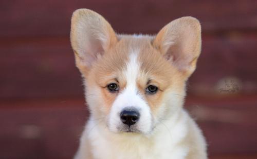 a-2-nalu-10wpCOE 3101