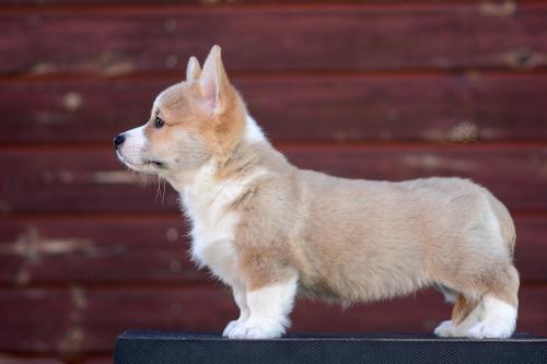 a-2-nalu-10wsCOE 3132