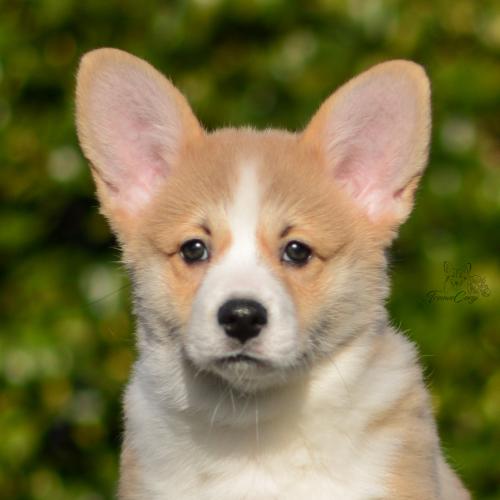 a-2-nalu-11wpCOE 4205