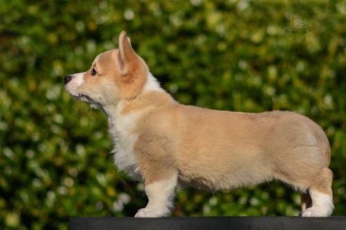 a-2-nalu-11wsCOE 4183