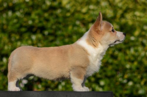 a-2-nalu-11wsCOE 4315