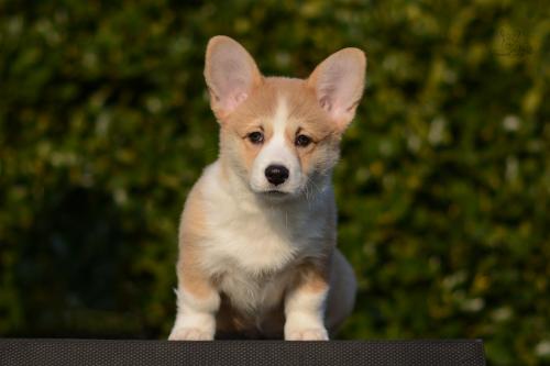 a-2-nalu-12wpCOE 4704