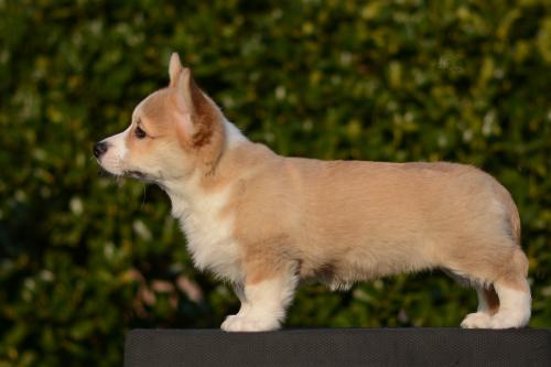 a-2-nalu-12wsCOE 4731