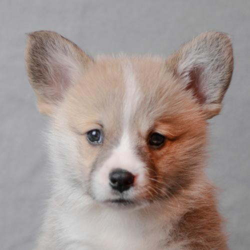 27360722 a86ffb0efff61fa2cae643921dcf9477 xl