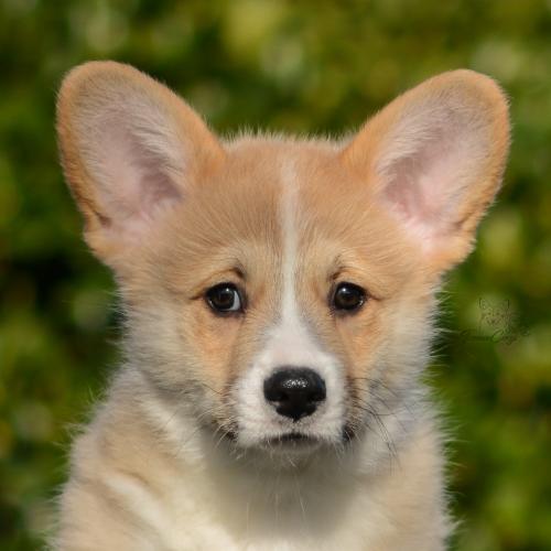 a-3-erik-11wpCOE 4223