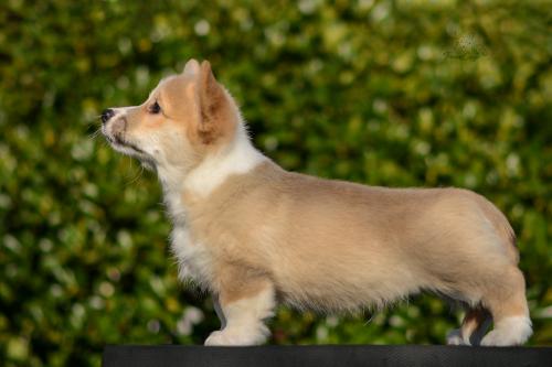 a-3-erik-11wsCOE 4252