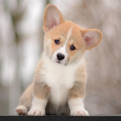 a-3-erik-9wpCOE 2563