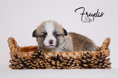 27355396 4e45502841d12fa1395c2f78b418701c xl