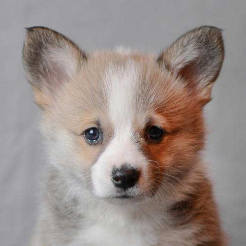 27360736 4ddf5615c2c703a47522af4b01509fc9 xl