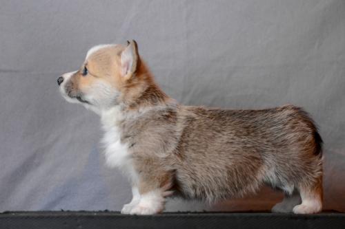 27360738 26129ca047b28bf347a4cc4a6c125a4b xl