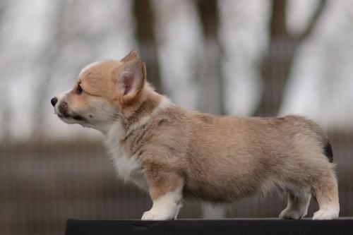 27363856 6151b7367a82777ab3263a58b87c0b12 xl