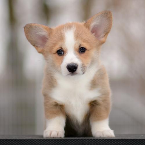 a-5-freydis-9wpCOE 2679