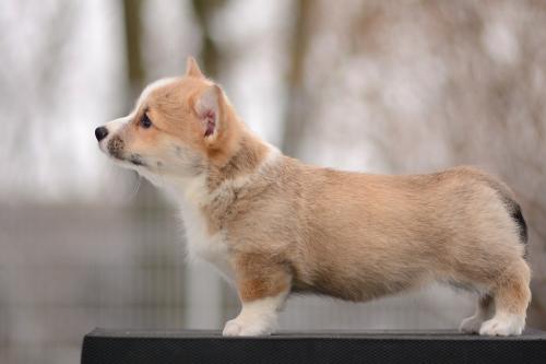 a-5-freydis-9wsCOE 2713